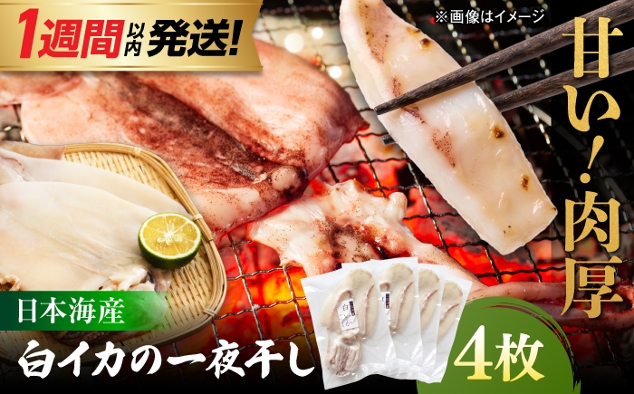 いか イカ 一夜干し 人気 おすすめ 冷凍 干物 いか一夜干し イカ一夜干し 一夜干し