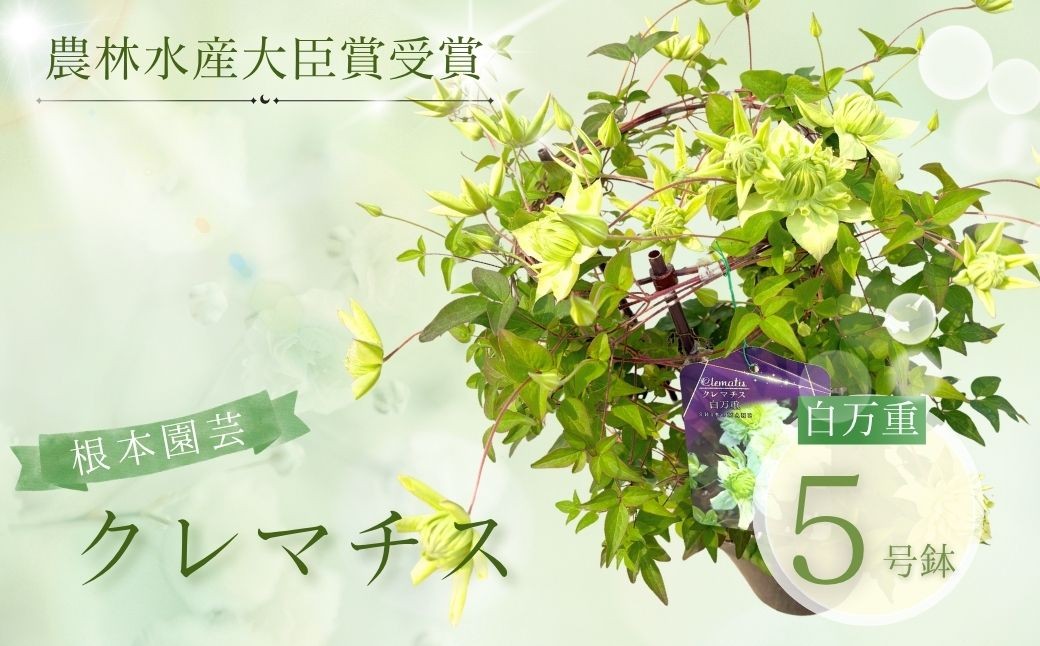 【先行予約】クレマチス 白万重 5号鉢 | 花 お花 ギフト フラワーギフト 根本園芸