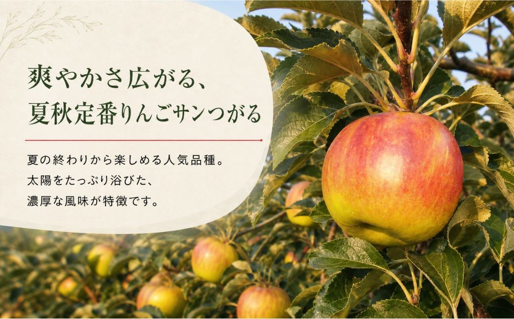 爽やかさ広がる、夏秋定番りんごサンつがる