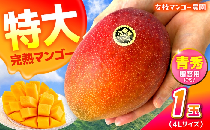 秀品 菊池マンゴー1玉 625g以上 4Lサイズ