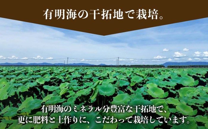 「れんこんの名産地」佐賀県白石町からお届け！