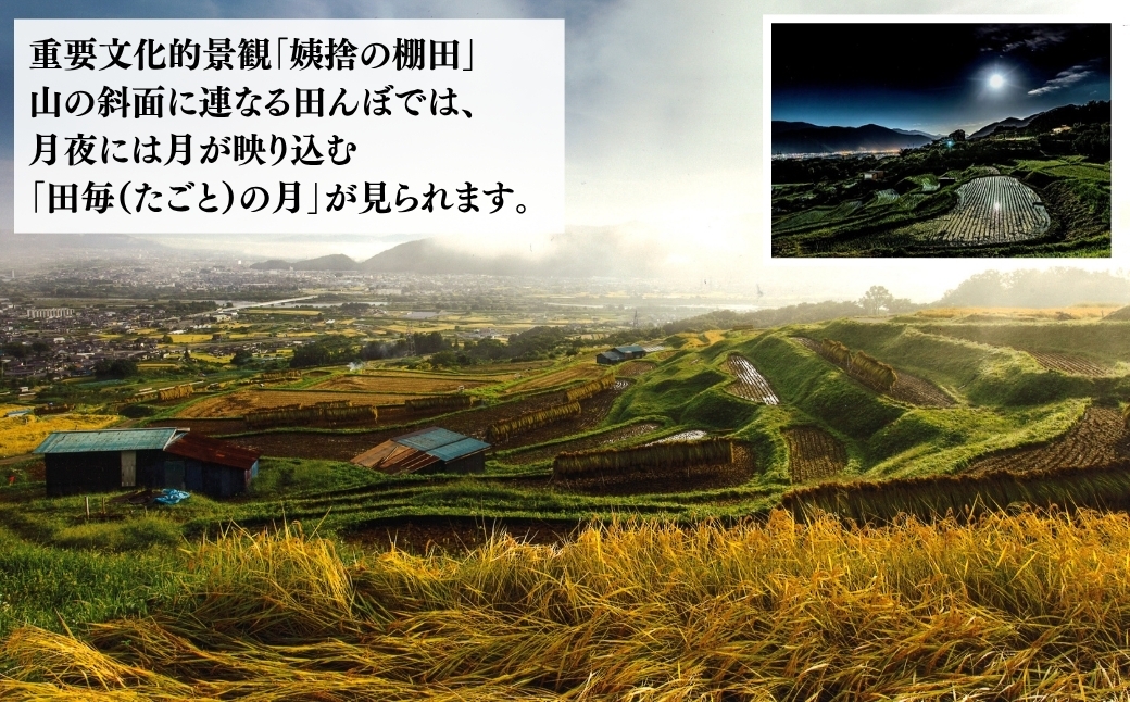 長野県生まれの黄色いりんご