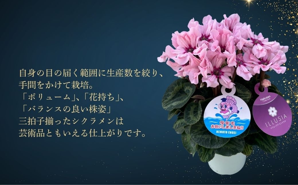 【先行予約】シクラメン プルマージュ 5号鉢 | 花 お花 ギフト フラワーギフト 根本園芸