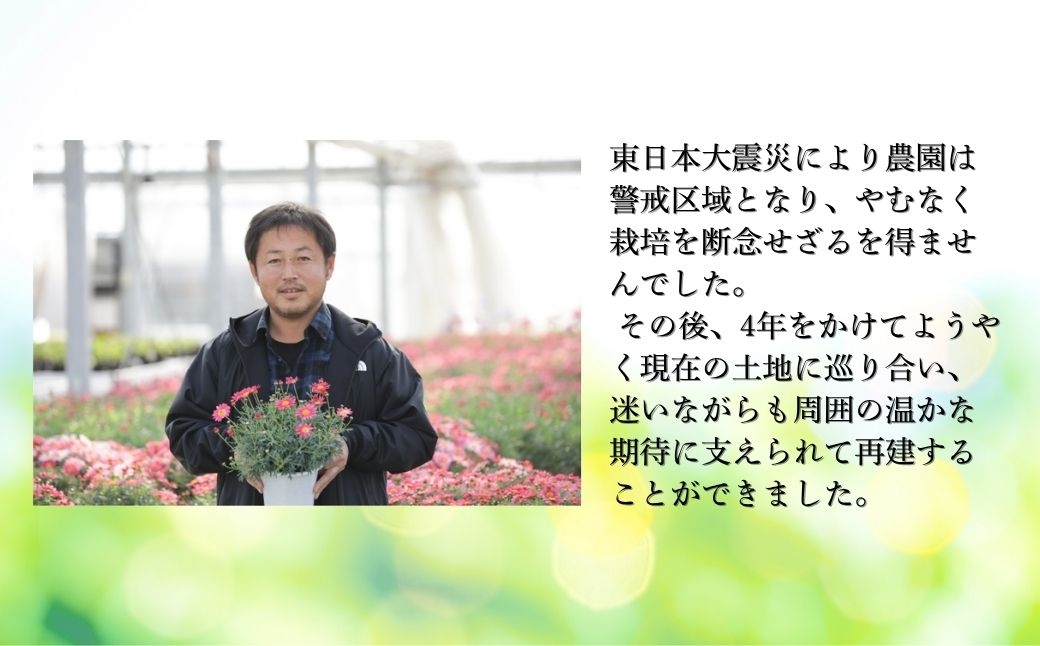 【先行予約】シクラメン リップスオレンジ 5号鉢 | 花 お花 ギフト フラワーギフト 根本園芸