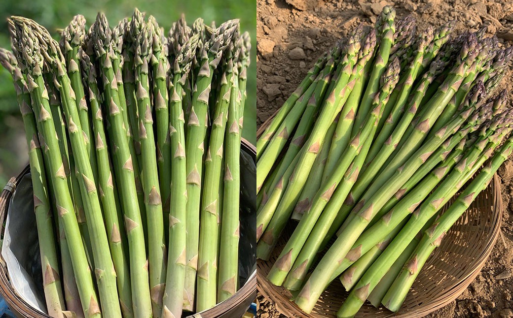 北海道産露地栽培アスパラガス M～2L 約3kg