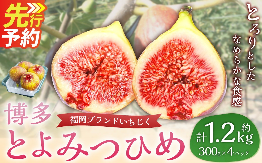 福岡県ブランドいちじく「博多とよみつひめ」4パック【2026年8月下旬～2026年10月下旬発送予定】