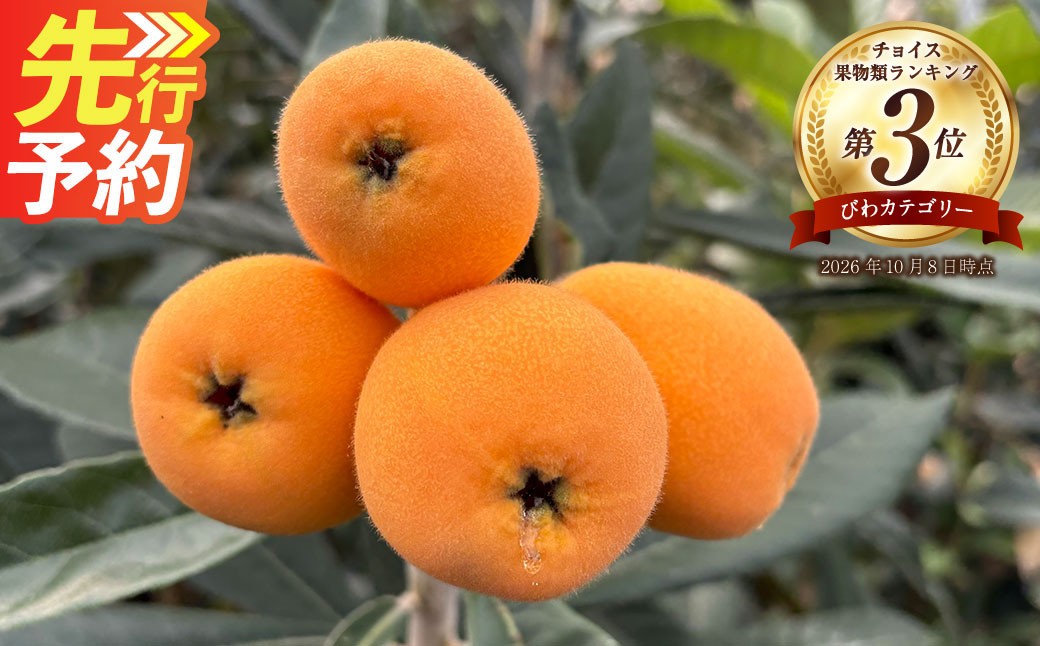 長崎市産びわ 1kg 24個入【2027年4月下旬-5月下旬発送予定】 びわ ビワ