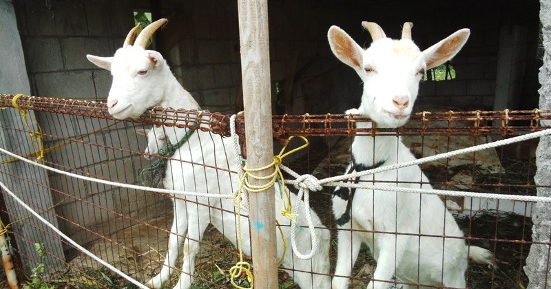 沖縄県久米島町のふるさと納税で選べるお礼の品一覧 | ふるさとチョイス 沖縄県久米島町のふるさと納税で選べるお礼の品一覧 | ふるさとチョイス