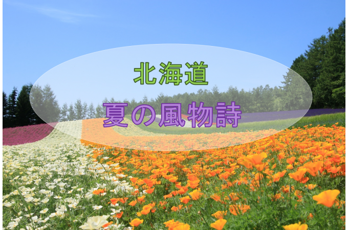 今やすっかりお馴染みのこの花畑･･･ 夏の北海道を代表する景色となった中富良野町ファーム富田さんの “彩りの畑” です。