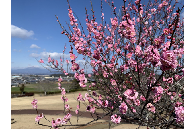 上米（かみよね）公園からは都城盆地を一望できます。