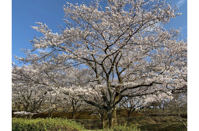 上米（かみよね）公園の桜