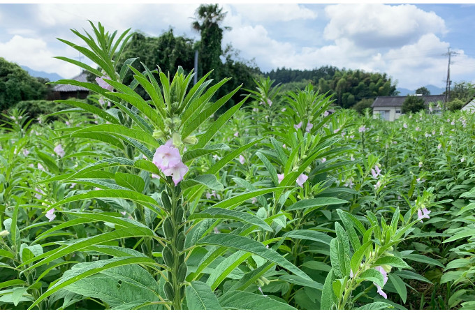 ６月上旬に植えたごま。因みに、黒ごまです。