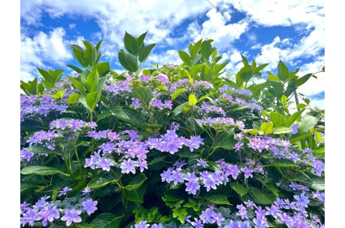紫陽花の写真