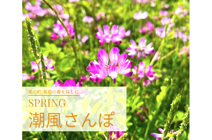 春の長島町で見つけた花々