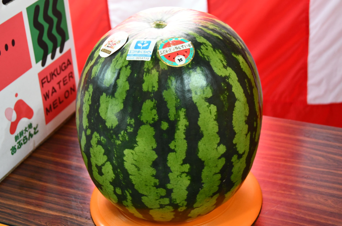 福賀すいか部会が育てる大玉のミネラルすいか