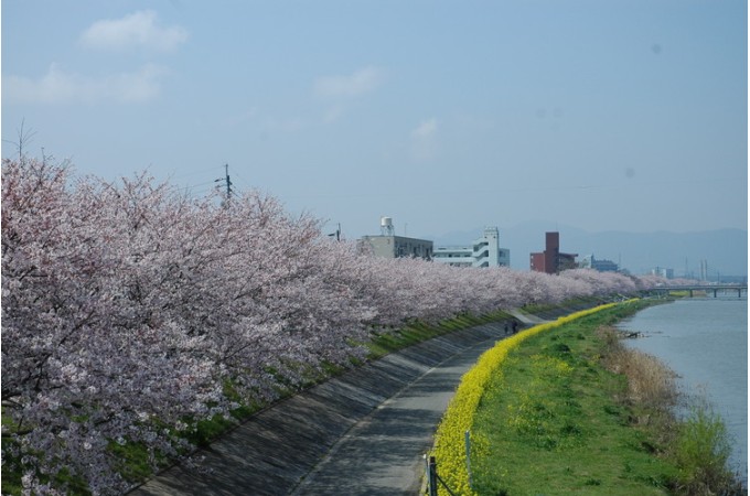 行橋市のシンボルの今川。桜並木と菜の花が咲き誇る美しい風景が特徴です。