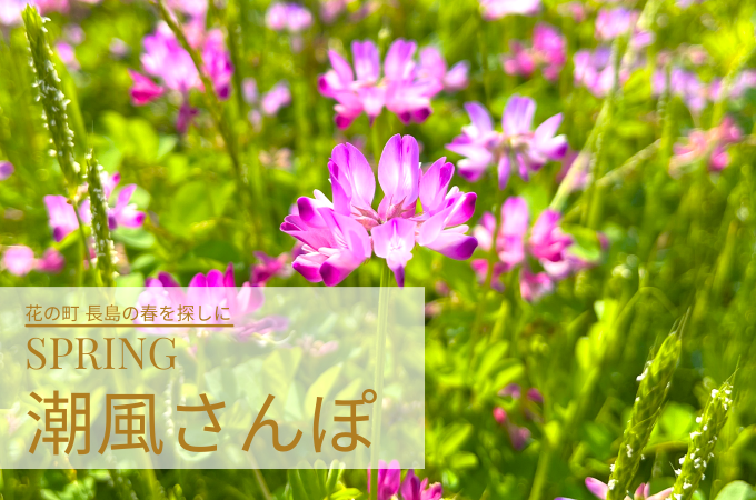 春の長島町で見つけた花々