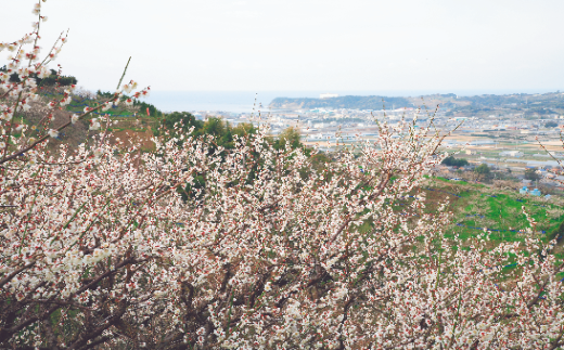 和歌山県みなべ町