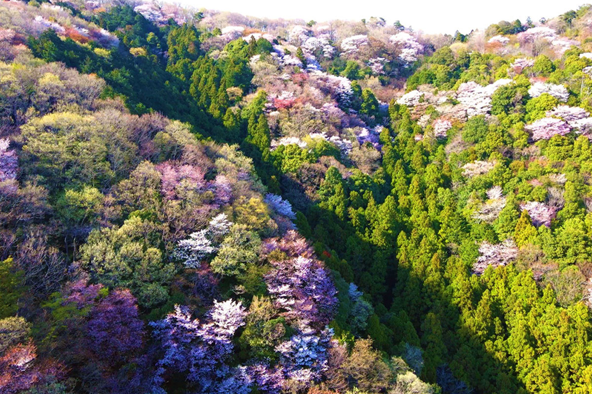 地域資源に新しい価値を。－山桜はちみつで未来に繋げる－
