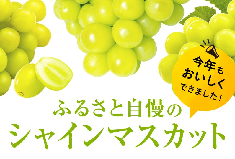 今年もおいしくできました! ふるさと自慢のシャインマスカット