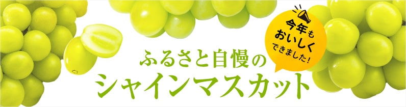 おすすめ ぶどうのふるさと納税を探す ふるさとチョイス