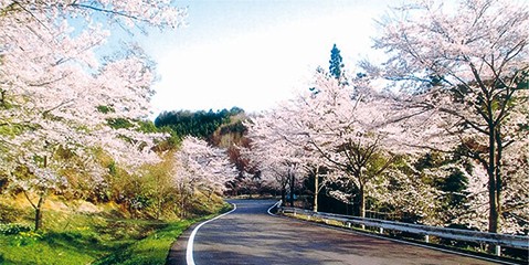 桜のいざなみ街道イメージ