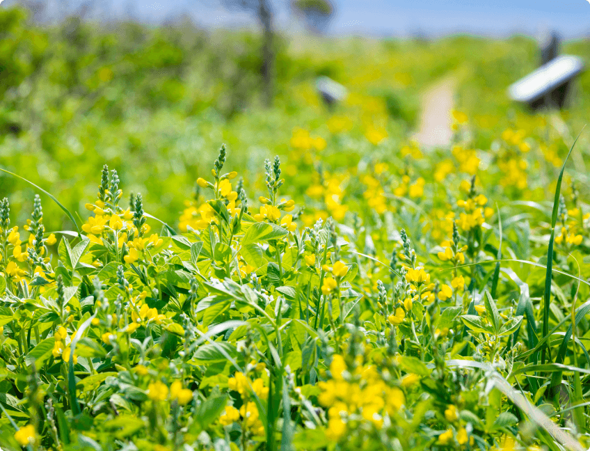 「野付原生花園」生命の息吹を感じる緑の花畑