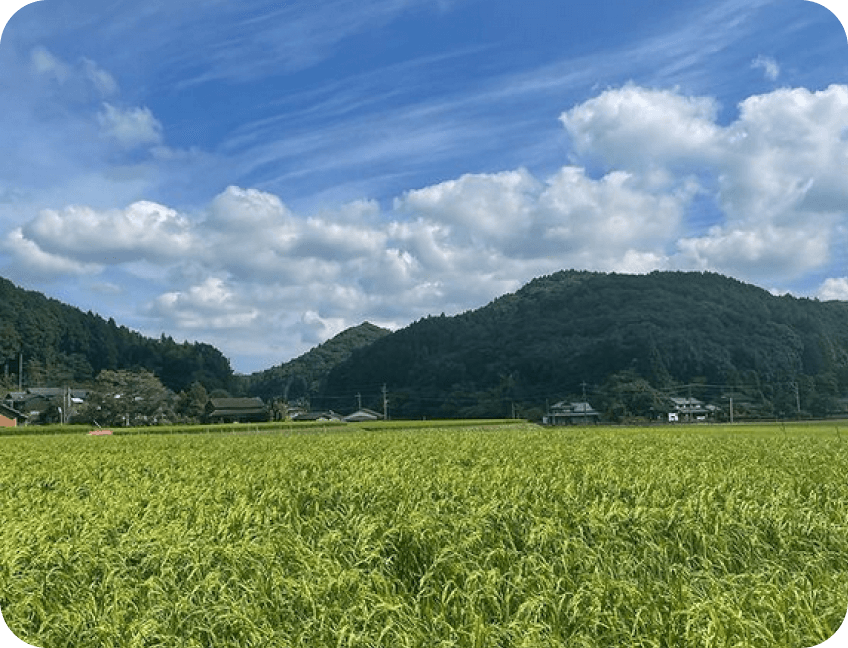 米の名産地・山香町で作られる酒米