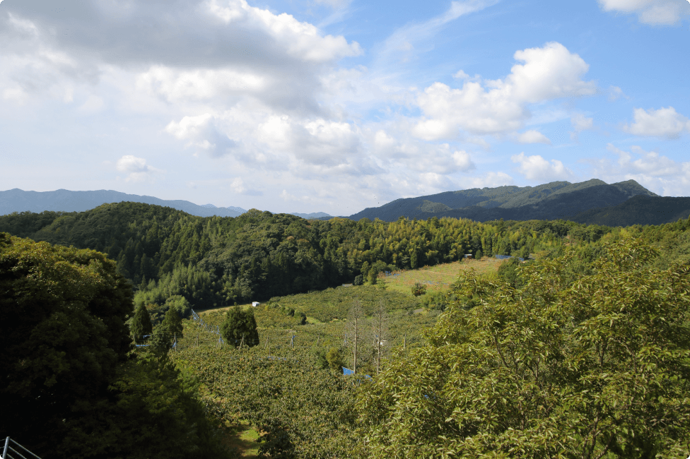 平田地区の南向きの斜面