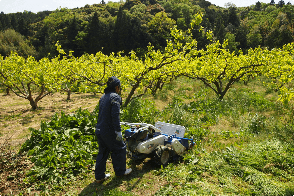 甘い柿を作るための除草剤を使わないという選択