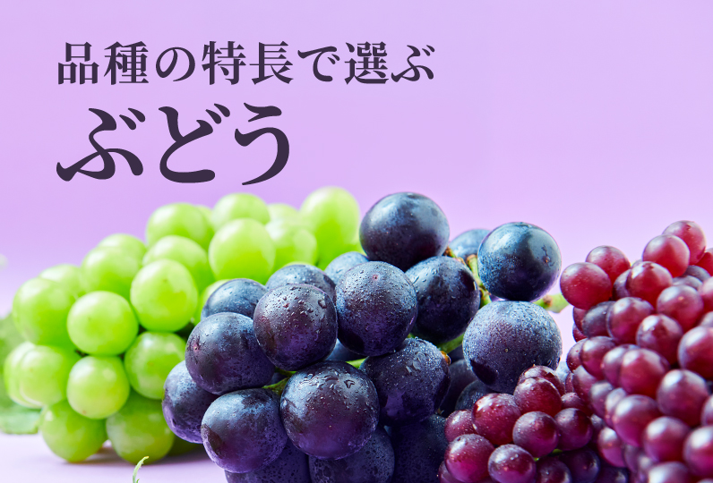 巨峰やピオーネなどふるさと納税で人気のぶどう。品種別で紹介｜ふるさとチョイス - ふるさと納税サイト