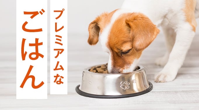プレミアムなごはん