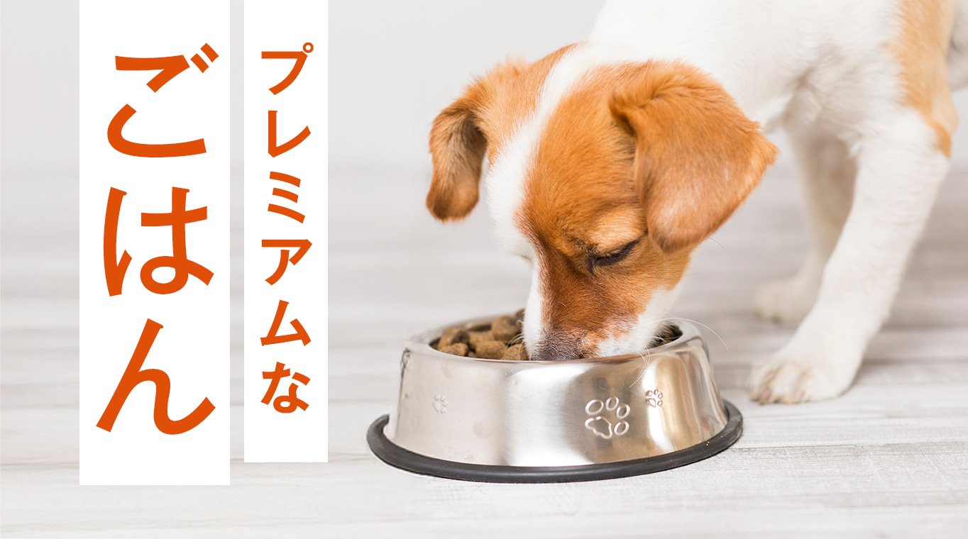 プレミアムなごはん