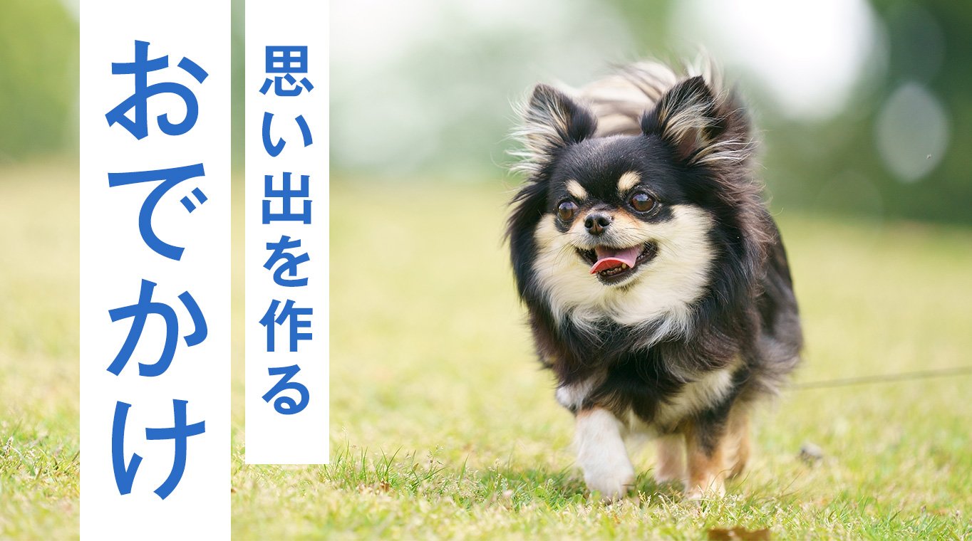 思い出を作るおでかけ