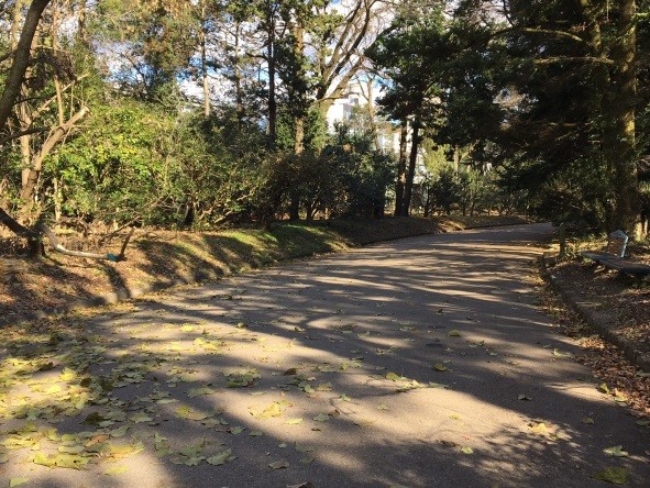 府立植物園では、みなさまのご寄附や園内職員総出の復旧作業により、今では一部を除き園内を自由に観賞いただける状態に戻りました。
引き続き全面復旧に向け努力いたします。