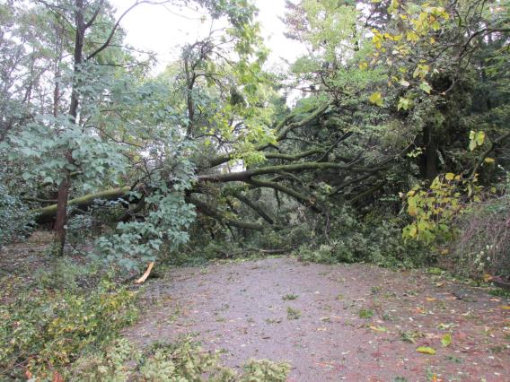 府立植物園（京都市左京区）では、台風21号の強風の影響により、園内の樹木約100本が倒れ、10月23日から26日までの休園を余儀なくされました。