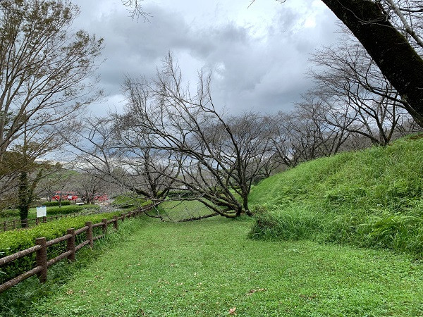 桜の名所として有名な「上米（かみよね）公園」の倒木
公園入口の大きな桜の木が倒れています。
来春に向け、公園の復旧を目指しております。