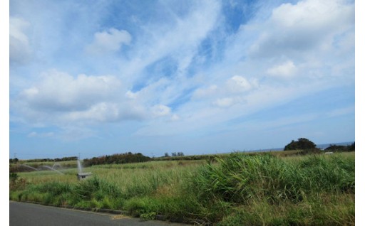 台風一過。徳之島は朝から晴天となりました。