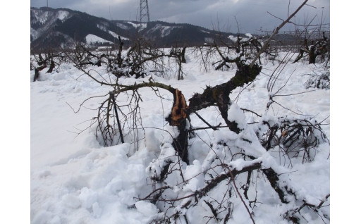 湯沢市　大雪による被害状況について