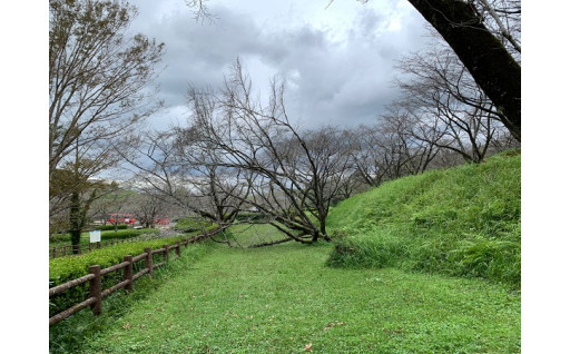 桜の名所として有名な上米（かみよね）公園の倒木