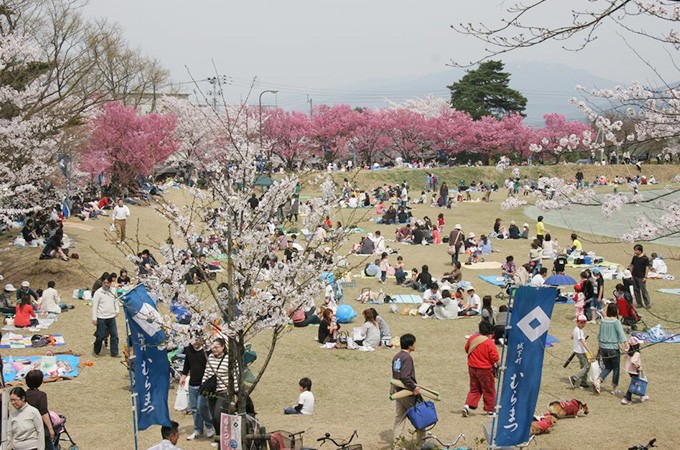 さくら名所100選 村松公園の3000本の桜を老木や病害虫から守りたい ふるさと納税のガバメントクラウドファンディングは ふるさとチョイス