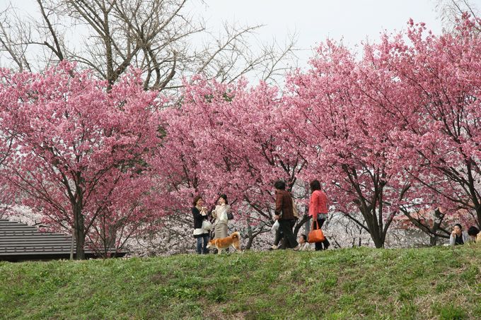 さくら名所100選 村松公園の3000本の桜を老木や病害虫から守りたい ふるさと納税のガバメントクラウドファンディングは ふるさとチョイス