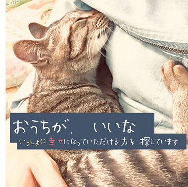 堺動物愛護事業～あなたの寄附で幸せになる犬猫がいます～｜ふるさと 