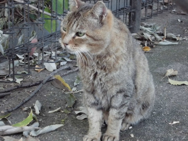 人と猫との豊かな共生へ ～野良猫の衛生対策で住みやすいまちづくりを 