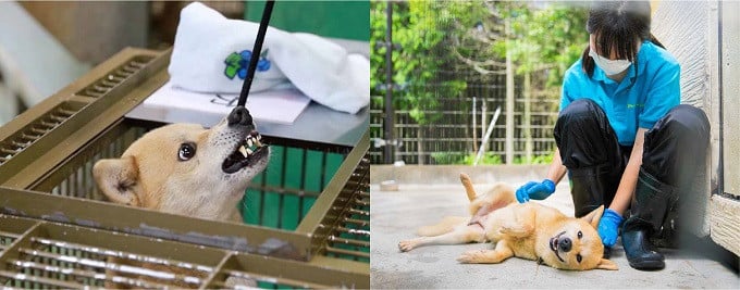 どんな犬も決して見捨てない 夢之丞とともに全国の 殺処分ゼロ をめざして ふるさと納税のガバメントクラウドファンディングは ふるさとチョイス