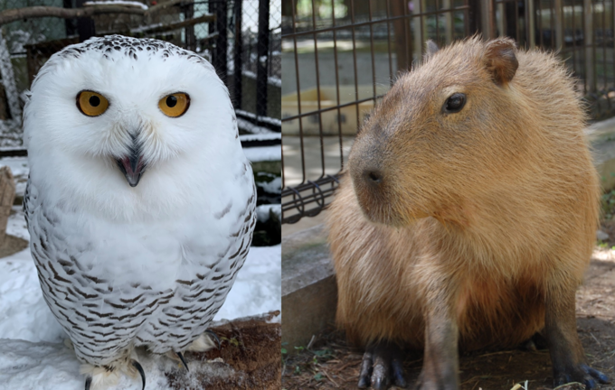 こうした動物の素顔を間近にご覧いただけるのも須坂市動物園ならではです