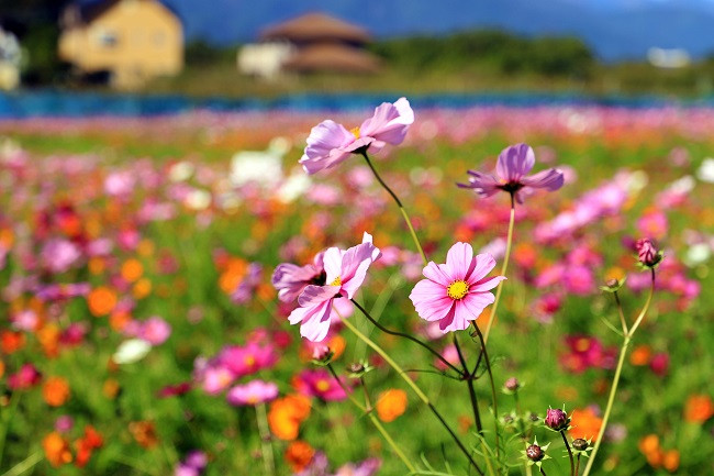 魅力あふれる「岩森ポピー・コスモス花畑」の美しい風景を日本全国の人 ...