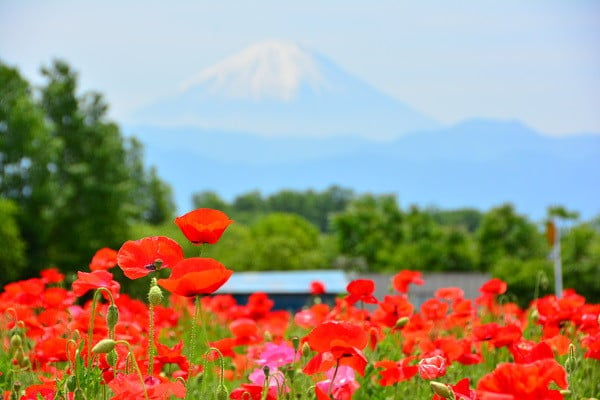 魅力あふれる「岩森ポピー・コスモス花畑」の美しい風景を日本全国の人