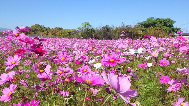 魅力あふれる「岩森ポピー・コスモス花畑」の美しい風景を日本全国の人に知ってもらいたい。｜ふるさと納税のガバメントクラウドファンディングは「ふるさとチョイス」