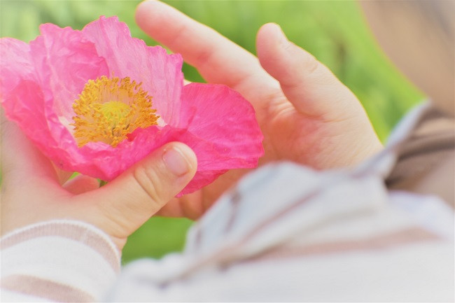 魅力あふれる「岩森ポピー・コスモス花畑」の美しい風景を日本全国の人